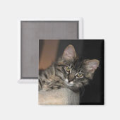Kimber Chillin' Kitten Magnet (Vorderseite/Rückseite)