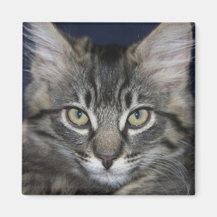 Kimber hübscher Magnet