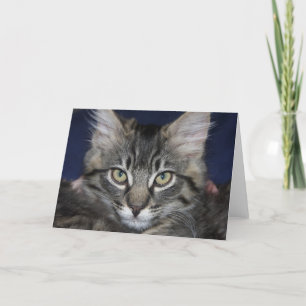 Kimber Kitten Blank Grußkarte Karte