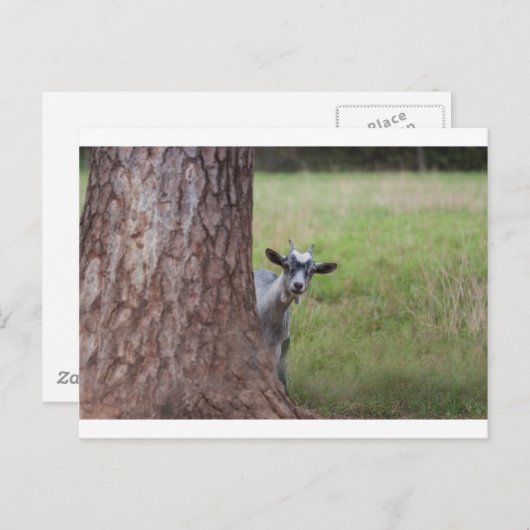 Kind (Ziege), das hinter einem Baum pinkelt Postkarte (Vorne/Hinten)
