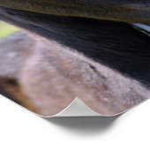 Kinderfohlen Poster (Ecke)