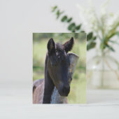 Kinderfohlen Postkarte (Stehend Vorderseite)