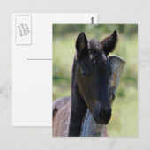 Kinderfohlen Postkarte (Vorne/Hinten)