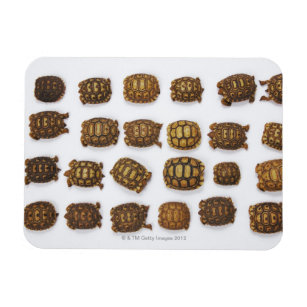 Kinderschildkröten in Reihen angeordnet Magnet