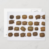 Kinderschildkröten in Reihen angeordnet Postkarte (Vorne/Hinten)