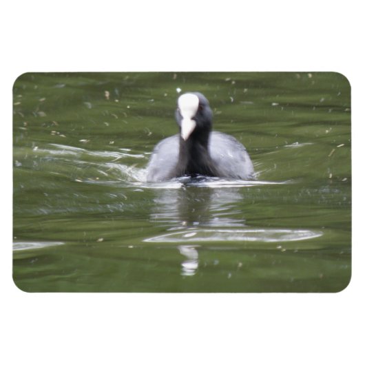 Kinderschwimmen Premium Magnet (Horizontal)