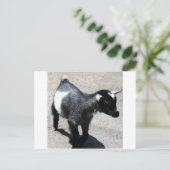 Kinderziege im Zoo-Bild Postkarte (Stehend Vorderseite)