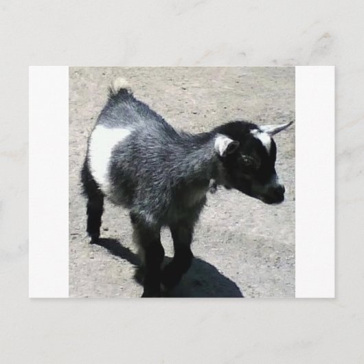 Kinderziege im Zoo-Bild Postkarte (Vorderseite)