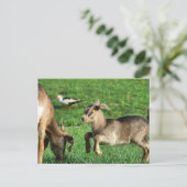 Kinderziege Postkarte (Stehend Vorderseite)