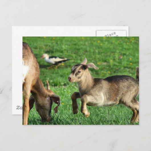 Kinderziege Postkarte (Vorne/Hinten)