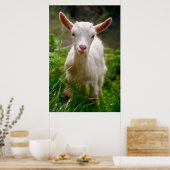 Kinderziegenposter Poster (Küche)