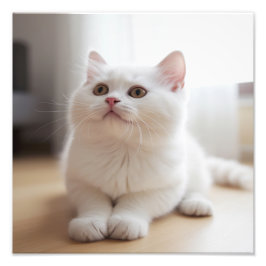 Kinderzimmer- und Kinderzimmerdrucke von Kitten Fotodruck