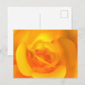 Kindle Rose Postcard Postkarte (Vorne/Hinten)