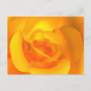Kindle Rose Postcard Postkarte
