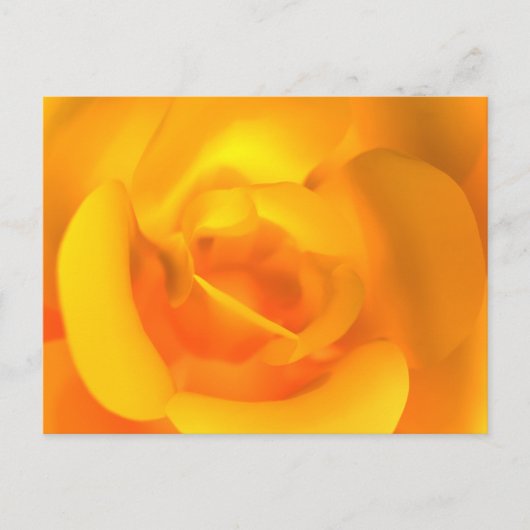 Kindle Rose Postcard Postkarte (Vorderseite)