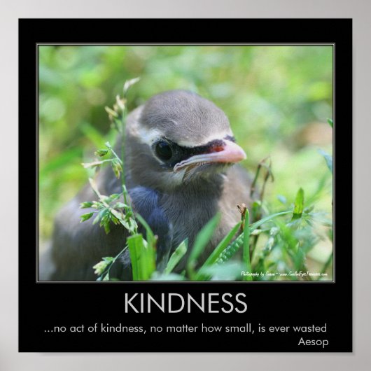 Kindness Baby Bird Inspiration Poster (Vorne)