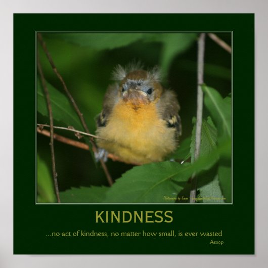 Kindness Inspiration Zitat Baby Oriole Poster (Vorne)
