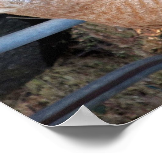 Kindness Orange Tabby Cat Poster (Ecke)