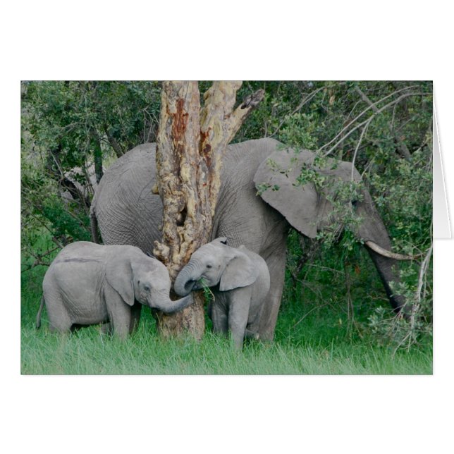 Kindred Spirits (Vorderseite (Horizontal))