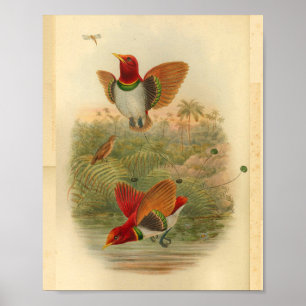 King Birds of Paradise Red Vintag Print Poster