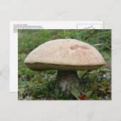 King Boletus Mushroom auf der Insel Unalaska Postkarte (Vorne/Hinten)