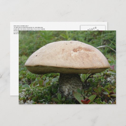King Boletus Mushroom auf der Insel Unalaska Postkarte (Vorne/Hinten)