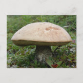 King Boletus Mushroom auf der Insel Unalaska Postkarte (Vorderseite)