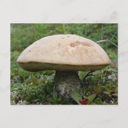 King Boletus Mushroom auf der Insel Unalaska Postkarte (Vorderseite)