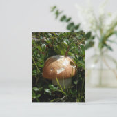 King Boletus Mushroom, Insel Unalaska Postkarte (Stehend Vorderseite)