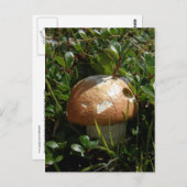King Boletus Mushroom, Insel Unalaska Postkarte (Vorne/Hinten)