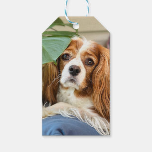 King Charles Cavalier Gift Tag Geschenkanhänger