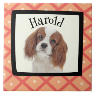 King Charles Cavalier - kundenspezifischer Rahmen Fliese