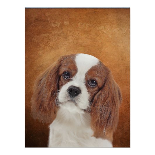 King Charles Cavalier Poster (Vorderseite)
