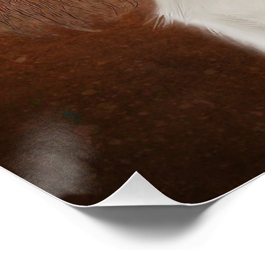 King Charles Cavalier Poster (Ecke)