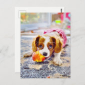 King Charles Cavalier Puppy Postcard Postkarte (Vorne/Hinten)