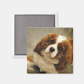 King Charles Cavalier Spaniel Magnet (Vorderseite/Rückseite)