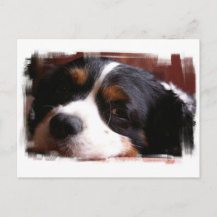 King Charles Cavalier Spaniel Postcard Postkarte