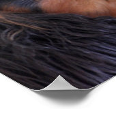 King Charles Cavalier Spaniel Puppy Poster (Ecke)