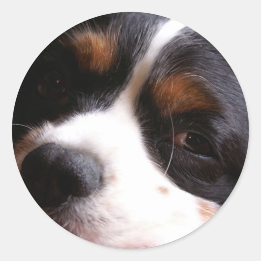 King Charles Cavalier Spaniel Sticker (Vorderseite)