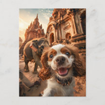 King Charles Cocker Spaniel im Ankor-Tempel