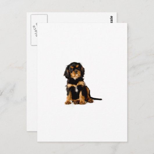 King Charles Spanel Black & Tan Postkarte (Vorne/Hinten)