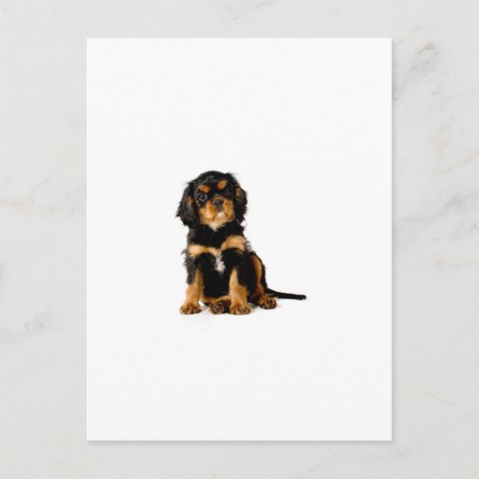 King Charles Spanel Black & Tan Postkarte (Vorderseite)