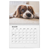 King Charles Spanel Calendar Kalender (Mär 2026)