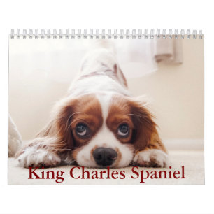 King Charles Spanel Calendar Kalender