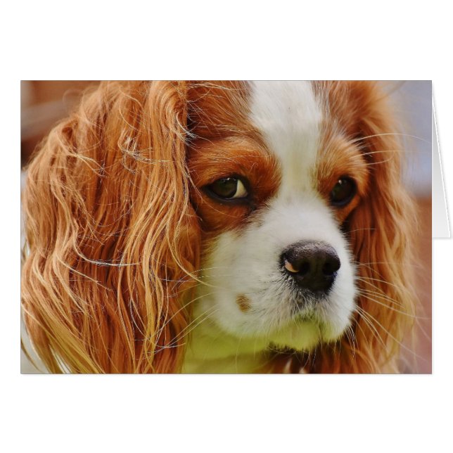 King Charles Spanel Face (Vorderseite (Horizontal))