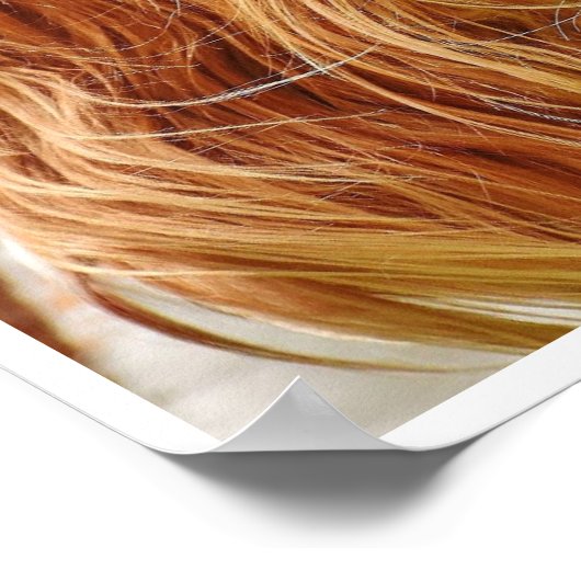 King Charles Spanel Face Poster (Ecke)