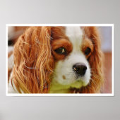 King Charles Spanel Face Poster (Vorne)