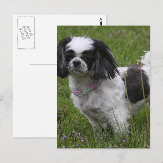 King Charles Spanel Postcard Postkarte (Vorne/Hinten)