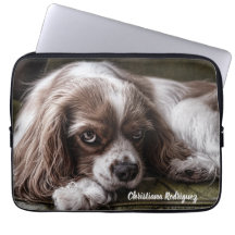 King Charles Spaniel