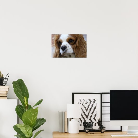 King Charles Spaniel Poster (Heimbüro)